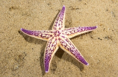 Northern Pacific Sea Star (Asterias amurensis) Northern Pacific Sea Star (Asterias amurensis)