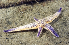 Northern Pacific Sea Star (Asterias amurensis) Northern Pacific Sea Star (Asterias amurensis)