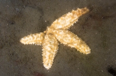 Grainy Sea Star (Uniophora granifera) Grainy Sea Star (Uniophora granifera)