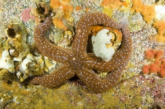 Mottled Sea Star (Evasterias troschelii) Mottled Sea Star (Evasterias troschelii)