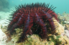Crown Of Thorns Starfish (Acanthaster planci) Crown Of Thorns Starfish (Acanthaster planci)