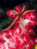 Brittle Star (Ophiothrix sp.) Brittle Star (Ophiothrix sp.)
