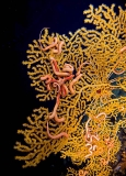 Brittle stars (Asteronyx sp.) Brittle stars (Asteronyx sp.)