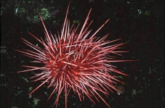 Red Sea Urchin (Strongylocentrotus franciscanus) Red Sea Urchin (Strongylocentrotus franciscanus)
