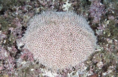 Flower Sea Urchin (Toxoneustes roseus) Flower Sea Urchin (Toxoneustes roseus)