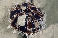 Gratilla Sea Urchin (Tripneustes gratilla) Gratilla Sea Urchin (Tripneustes gratilla)