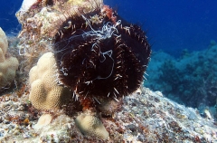 Sea Urchin (Echinoidea family) Sea Urchin (Echinoidea family)