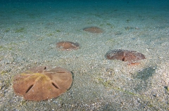 Sand Dollars (Astriclypeus manni) Sand Dollars (Astriclypeus manni)