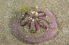 Japanese Sand Dollar (Clypeaster japonicus) Japanese Sand Dollar (Clypeaster japonicus)