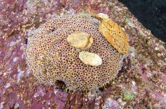 Sea Urchin (Toxopneustes pileolus) Sea Urchin (Toxopneustes pileolus)