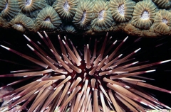 Sea Urchins (Echinometra mathaei) Sea Urchins (Echinometra mathaei)