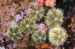 Green Sea Urchins (Strongylocentrotus droebachiensis) Green Sea Urchins (Strongylocentrotus droebachiensis)