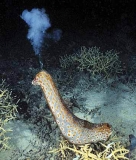 Leopard Holothurian or Sea Cucumber (Bohadschia argus)