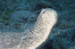 Leopard Holothurian or Sea Cucumber (Bohadschia argus)