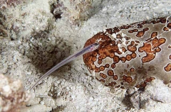 Fowler's Pearlfish (Onuxodon fowleri)