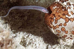 Fowler's Pearlfish (Onuxodon fowleri)