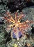 Sea Apple Holothurian (Psuedocolchinus violaceus)
