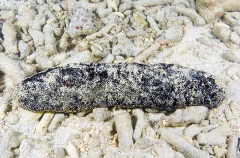 Black Sea Cucumber (Holothuria atra) Black Sea Cucumber (Holothuria atra)