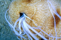 Banded Holothurian (Bohadschia marmorata) Banded Holothurian (Bohadschia marmorata)