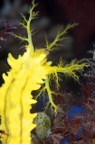 Robust Sea Cucumber (Colochirus robustus) Robust Sea Cucumber (Colochirus robustus)