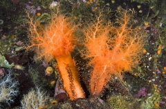 Orange Sea Cucumbers (Cucumaria miniata) Orange Sea Cucumbers (Cucumaria miniata)