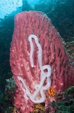 Barrell Sponge (Xestospongia testudinaria) Barrell Sponge (Xestospongia testudinaria)