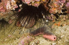 Pink Sea Cucumber Holothurians (Holothuroidea) Pink Sea Cucumber Holothurians (Holothuroidea)
