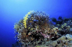 Crinoids on coral reef (Cromanthina sp.) Crinoids on coral reef (Cromanthina sp.)