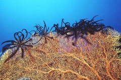 Crinoids On Gorgonian Sea Fan. Crinoids On Gorgonian Sea Fan.