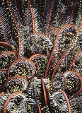 Red Spine Crinoid (Oxymetra sp.)