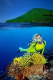 Crinoids (Crinoidea) Crinoids (Crinoidea)
