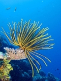 Bennet's Crinoid (Oxycomanthus bennetti) Bennet's Crinoid (Oxycomanthus bennetti)