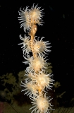 Gorgonian Wrapper Anemones (Nemanthus annamensis) Gorgonian Wrapper Anemones (Nemanthus annamensis)