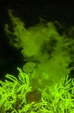 Magnificent Sea Anemone (Heteractis magnifica) Magnificent Sea Anemone (Heteractis magnifica)