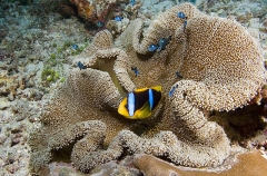 Merten's Sea Anemone (Stichodactyla mertensii) Merten's Sea Anemone (Stichodactyla mertensii)