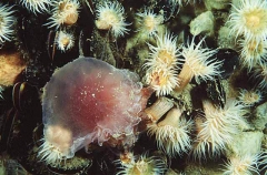 White-striped Sea Anemones (Anthothoe albocincta)