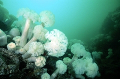 Plumose Anemones (Metridium farcimen) Plumose Anemones (Metridium farcimen)