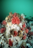 Short Plumose Anemones (Metridium senile) Short Plumose Anemones (Metridium senile)