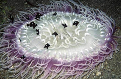 Corkscrew Tentacle Sea Anemone (Macrodactyla doreensis) Corkscrew Tentacle Sea Anemone (Macrodactyla doreensis)