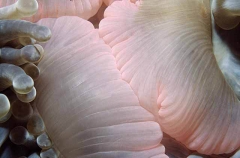 Magnificent Sea Anemone (Heteractis magnifica) Magnificent Sea Anemone (Heteractis magnifica)