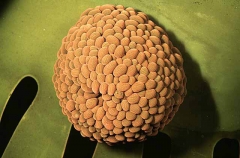 Anemone (Balanophyllia bairdiana) Anemone (Balanophyllia bairdiana)