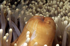Magnificent Sea Anemone (Heteractis magnifica) Magnificent Sea Anemone (Heteractis magnifica)