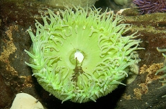 Giant Green Anemone (Anthoplura xanthrogrammica) Giant Green Anemone (Anthoplura xanthrogrammica)