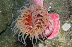 Scarlet Anemone (Urticina lofotensus) Scarlet Anemone (Urticina lofotensus)