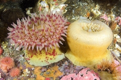 Painted Anemones (Urticina crassicornis) Painted Anemones (Urticina crassicornis)