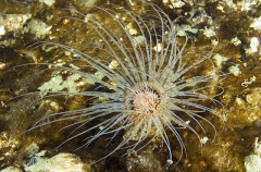 Tube Anemone (Pachycerianthus fimbriatus) Tube Anemone (Pachycerianthus fimbriatus)