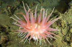 Snakelock Anemone (Cribrinopsis fernaldi) Snakelock Anemone (Cribrinopsis fernaldi)