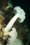 Giant Plumose Anemones (Metridium farcimen) Giant Plumose Anemones (Metridium farcimen)
