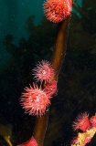Brooding Anemones (Epiactis prolifera) Brooding Anemones (Epiactis prolifera)
