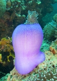 Magnificent Sea Anemone (Heteractis magnifica) Magnificent Sea Anemone (Heteractis magnifica)
